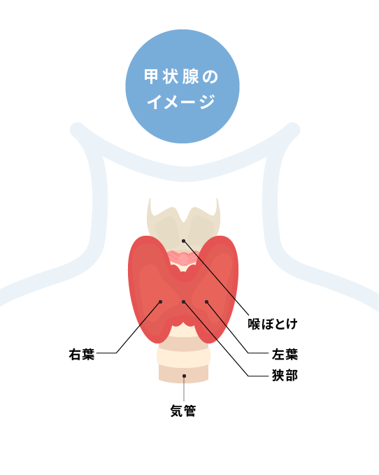 甲状腺について