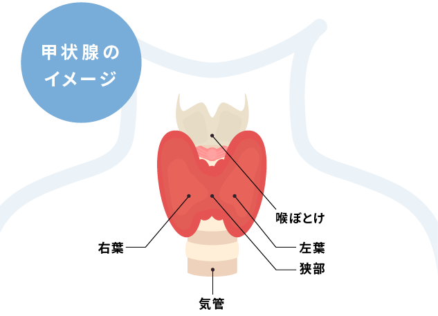 甲状腺について